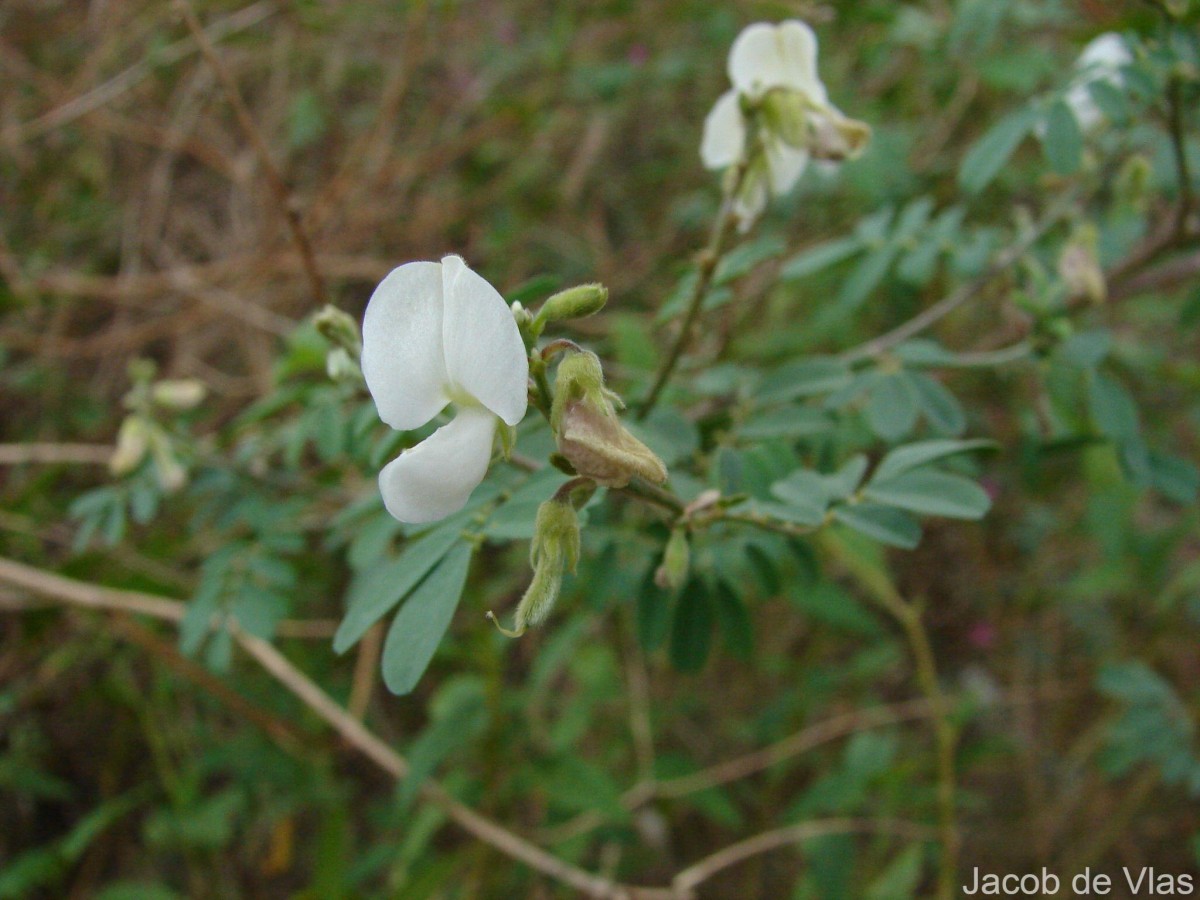 Tephrosia villosa (L.) Pers.